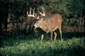 cultivating a food plot