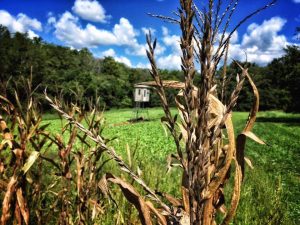 deer blind food plot